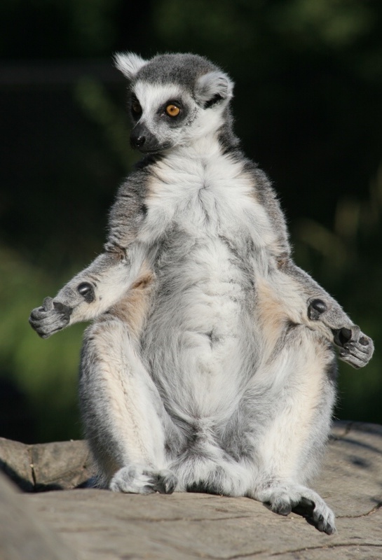 Lemur, foto (c) Archiv Zoo praha